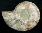 Cut & Polished Desmoceras Ammonite (Half) - #5386-1